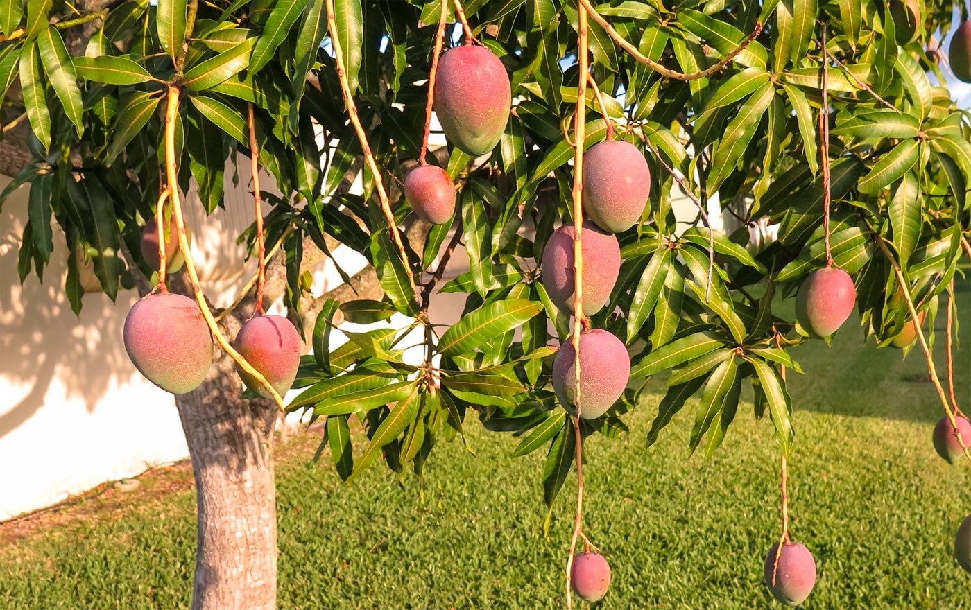 Ripe mangoes hanging in a sunlit home garden
