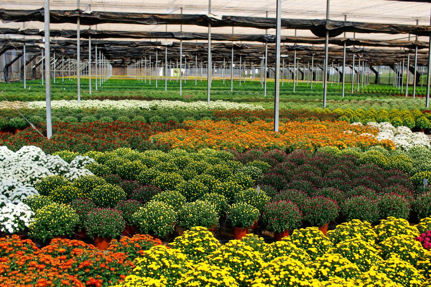 Rows of flowering colour plants under a commercial nursery shade house